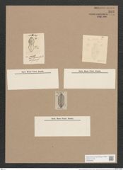 Navicula muscaeformis Grun. (de-Toni-Nr.: Genus 1, Species 249) Zeichnungen Sammlung Grunow Nr. 593 (NHMW-BOT-W0366952)